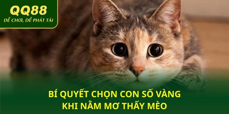 Bí quyết chọn con số vàng khi nằm mơ thấy mèo