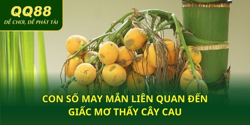 Con số may mắn liên quan đến giấc mơ thấy cây cau