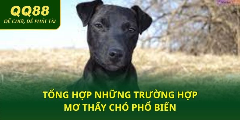 Tổng hợp những trường hợp mơ thấy chó phổ biến